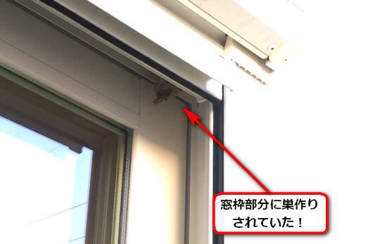 5月31日アシナガバチ