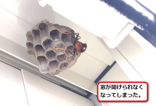 窓枠アシナガバチ巣
