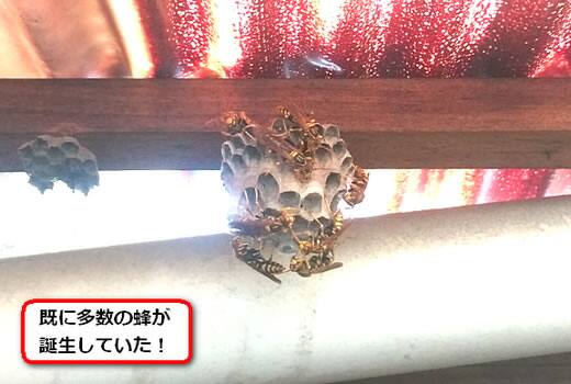 トタンアシナガバチ巣