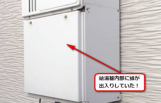 7月9日アシナガバチ