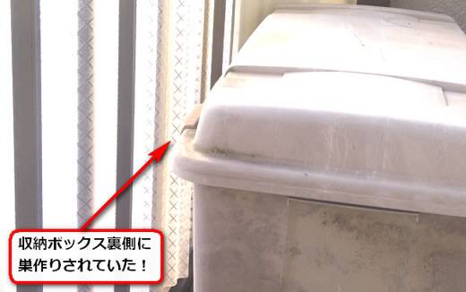 9月1日アシナガバチ