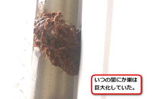 物入れアシナガバチ巣
