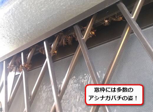 窓枠ハチ巣無し