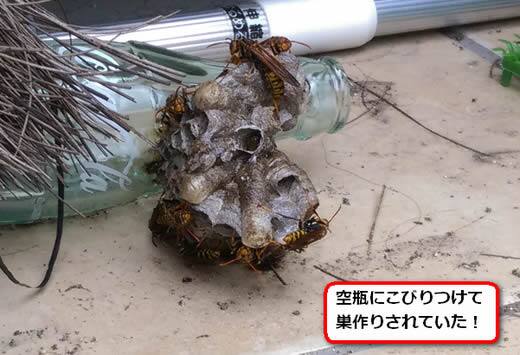セグロアシナガバチの巣駆除