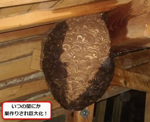 屋根裏スズメバチの巣
