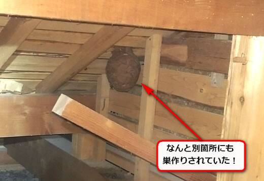 屋根裏キイロスズメ巣