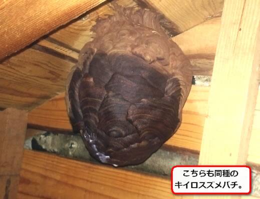 屋根裏スズメバチ巣