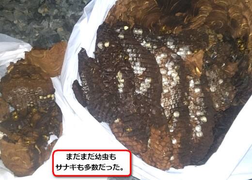 キイロスズメバチ巣