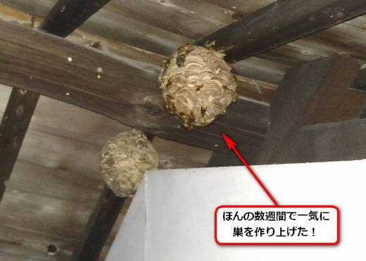 スズメバチ巣蔵