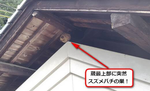 8月4日スズメバチ