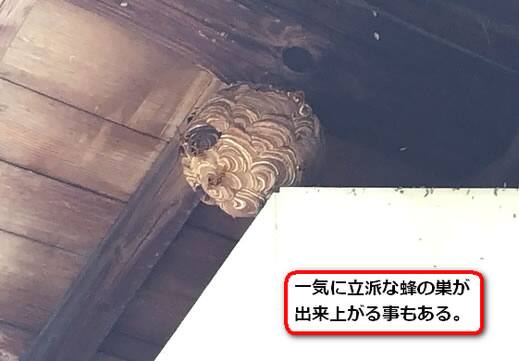 蔵軒下スズメバチ巣