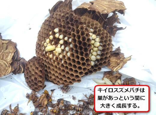 キイロスズメバチ巣