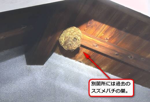 二階軒スズメバチ巣
