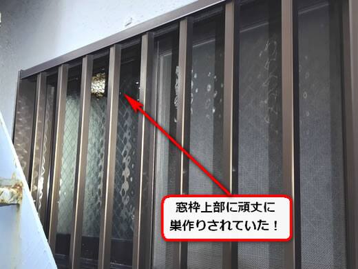 8月11日アシナガバチ