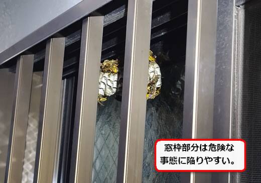 窓枠アシナガバチ巣