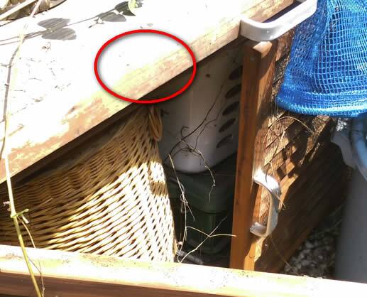 ドロバチの巣注意点物入れ