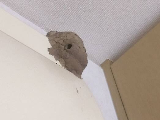 ドロバチの巣駆除室内