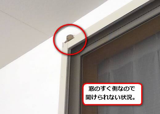 ドロバチの巣