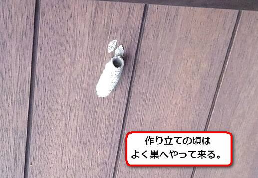 ドロバチの巣