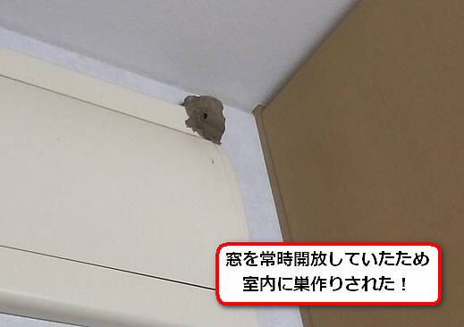 ドロバチの巣