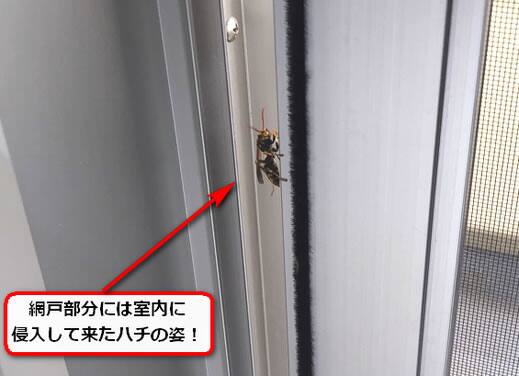 6月8日室内ハチ侵入