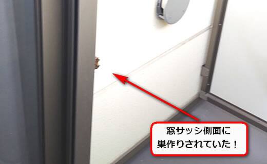 サッシ側面蜂の巣