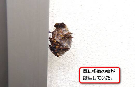 窓サッシアシナガバチ巣