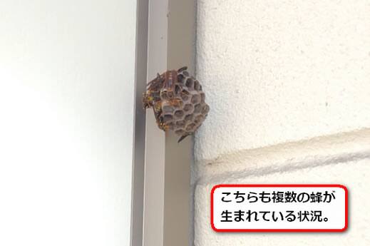 仕切り蜂の巣