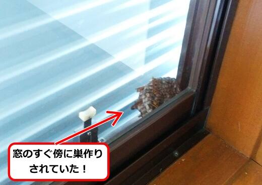 7月5日アシナガバチ