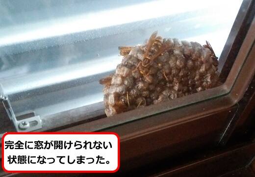 窓枠アシナガバチ巣