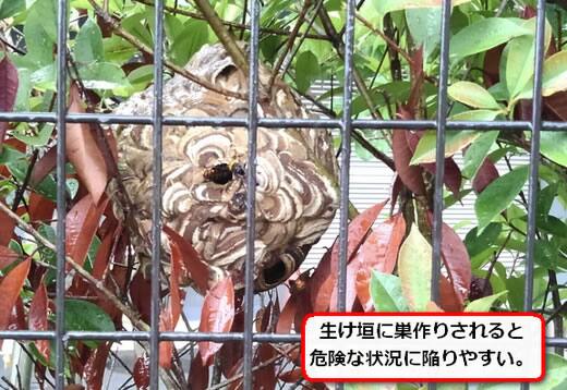 スズメバチ巣生け垣