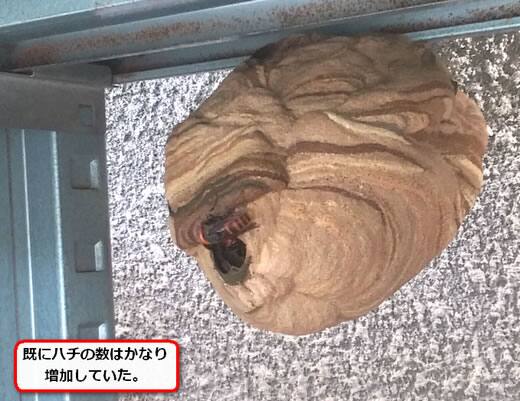 スズメバチ巣棚
