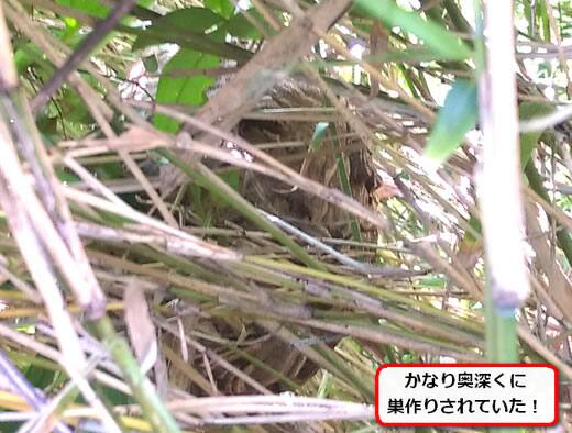 スズメバチ巣雑草内部