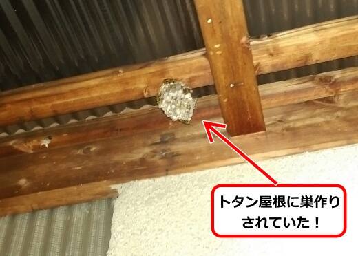 トタン屋根蜂の巣