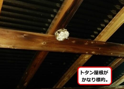 頭上屋根蜂の巣