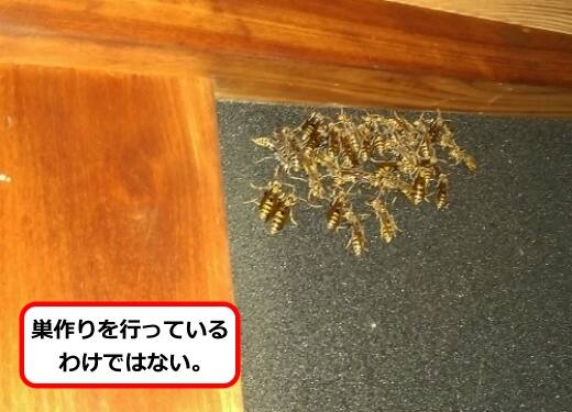 外壁ハチ群がり