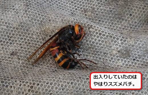 ヒメスズメバチ