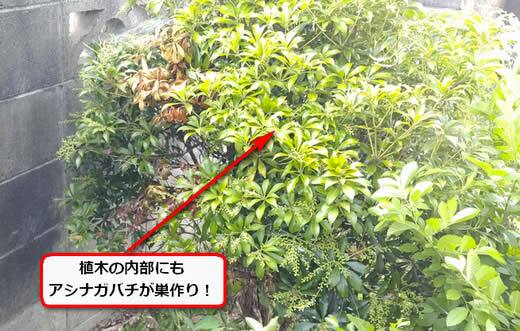 アシナガバチ駆除植木