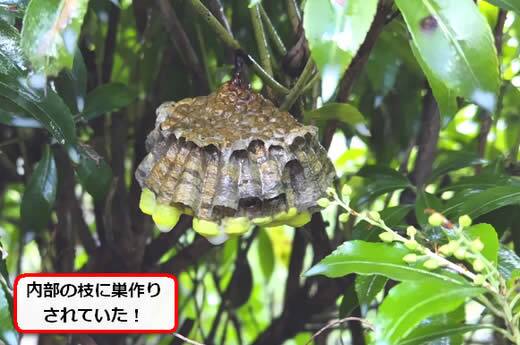 キボシアシナガバチの巣駆除
