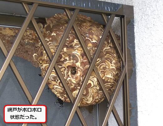 スズメバチ駆除窓網戸