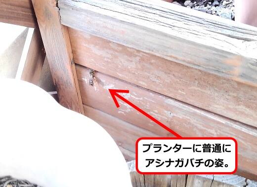 プランターハチ