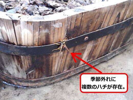 植木鉢アシナガバチ