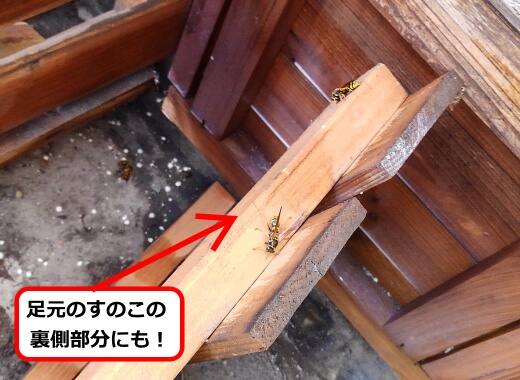 すのこ裏ハチ