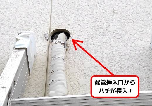 8月21日スズメバチ