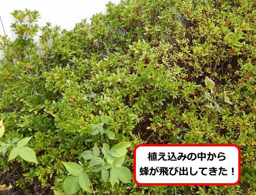 9月1日アシナガバチ