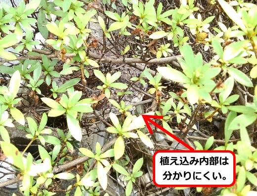 植え込みアシナガバチ