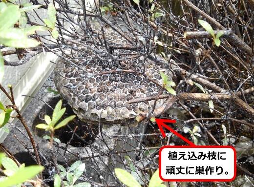 低木蜂の巣