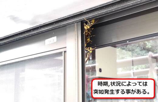 アシナガバチ窓サッシ