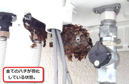 アシナガバチ給湯器