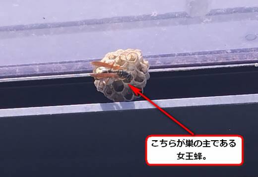 フタモンアシナガバチの巣駆除